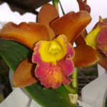 Orquidario Feiticeira 05