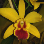 Orquidario Feiticeira 06