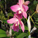 Orquidario Feiticeira 15