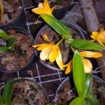 Orquidario Feiticeira 23