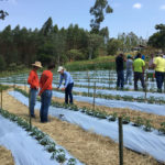 Dia de Campo Tomate Organico Eco Recanto Lotus 02