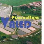 Logomarca Piscicultura Valed Tel. (12) 99759-9299