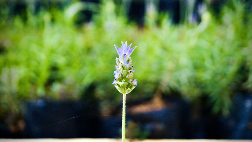 Essencia da Bocaina 09 Lavanda