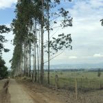 Fazenda Sapucaia Estrada 02