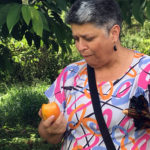 Fazenda Agua da Capoeira Colhe e Pague Caqui Fuyu 06