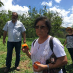 Fazenda Agua da Capoeira Colhe e Pague Caqui Fuyu 07