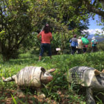 Fazenda Agua da Capoeira Colhe e Pague Caqui Fuyu 11