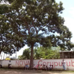 Fazenda Coruputuba 104 Anos 37